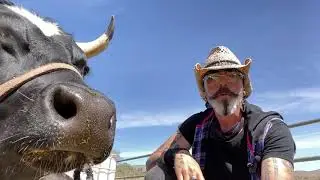 Hanging with Romeo the Bull