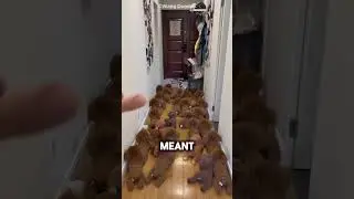 Этот щенок всех обманул 😳