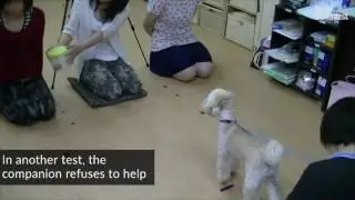Dogs and monkeys judge humans by how they treat others  