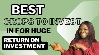 Best Crops to Invest in for High Return on Investment in Nigeria