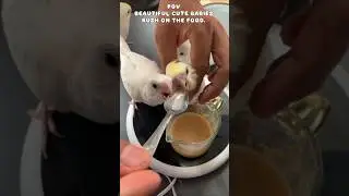 Cutest Rush Ever. Baby Cockatiels Fighting for Spoon Feeding.Tiny Hungry Beaks Rush the Spoon.