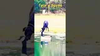 Гуси и Бруно 🪿🪿 🪿🐕&zwj;🦺 #nature #geese #dog #doglover #doglife #ponds #pondlife
