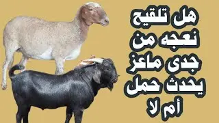هل تزاوج 🤔 جدى ماعز مع نعجه يحدث حمل أم لا 👍