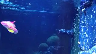Flasher Wrasse (Paracheilinus carpenteri) flashing