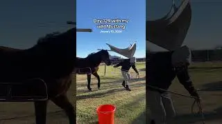 Day 124 with my wild Mustang 