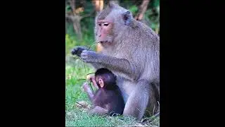 Very active playing of newborn baby monkey