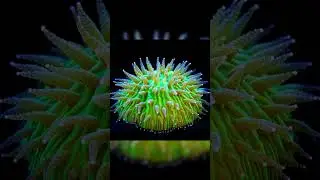 Adding a plate coral to the 40 gallon tank