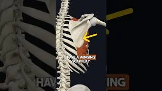 Winging Scapula? What you NEED to know!