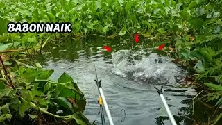 MANCING NILA LIAR,BABON NAIK BOLO