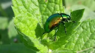 Жуки. Листоед зелёный мятный  (Chrysolina herbacea)