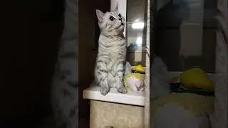 Килька #юмор #веселыекоты #кот #прикольныекоты #cat #видосыоткота #прикол #смех #смешно #котик