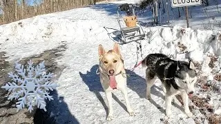 Two dogs pulling dog sled at Turquoise Lake, Siberian husky and Belusky pull kick sled