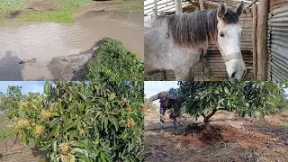 الحياة فلاحية القروية بعيد عن الحضرة في المغرب 