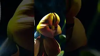 Eternal Flower Loop | Bloom and Wilt in Reverse Time