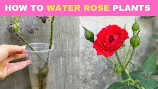 How to Water Rose Plants: Tips for Healthy Growth and Beautiful Flowers