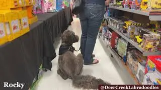 Rocky the Autism Assistance Dog