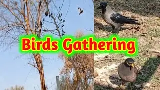 Birds Gathering| Birds singing 