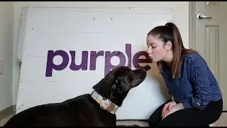 THE PURPLE PET BED