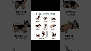 [🐾 Unlocking Dog Body Language Mysteries! 🤔 Crack the Code] #CanineCues  #dog #doglover
