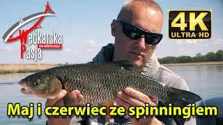 Maj i czerwiec ze spinningiem odc.157 | #wędkarstwo spinningowe