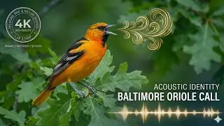 American Songbird Sounds &ndash; Baltimore Oriole Singing in USA | Peaceful Nature Audio for Study & Sleep