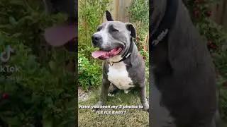 A dog head halter that teaches our boy to walk with control. 🤩