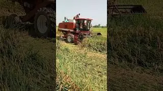 Rice Harvesting with Combine Harvester | Modern Farming