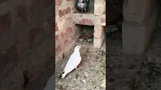 Andhra pigeon sale video🎯💯#pigeon#shortsvideo#bird#trendingshorts#kabootar#animalshorts#shorts#viral