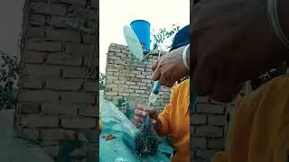Pigeon Baby hand feeding #faridabadpigeon #kabootarvideos