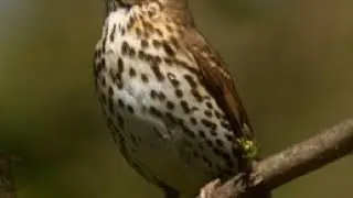 Richiamo del Tordo Bottaccio (song thrush )