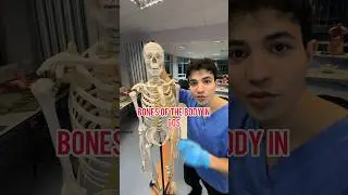 ВСЕ КОСТИ ТЕЛА 💀!!!! #медицина #анатомия #образование