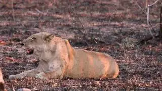 Lion Queen Enjoys a Peaceful Afternoon (4K)