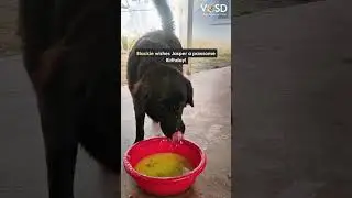 Jasper's Birthday Fed 1800 Dogs | Sponsor a Meal at VOSD #indiasexpertondogs #birthdaycelebration