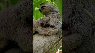 Baby sloths only get a small amount of milk at a time #sloth #discoverwildlife #robertefuller