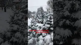 #snowfall in the trees #beautiful #enjoying