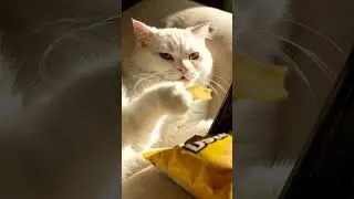 A Cute Cat Eating Chips | Ai Cat Videos  #cat #cuteanimal #funny #cutecat #catvlogs #cute #cutepet