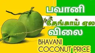 01 | 01 | 2026 பவானி தேங்காய் விலை | Bhavani coconut price 