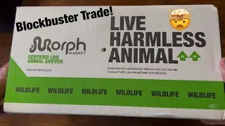 We shipped $22,000 worth of snakes through Morph Market Shipping!