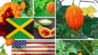 &ldquo;Cerasee: Jamaica&rsquo;s Healing Bush Thriving in Florida&rdquo;