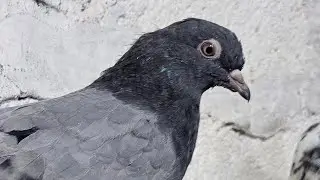 ❤️🕊🕊KGN pigeon loft Gautam  is live🕊🕊❤️