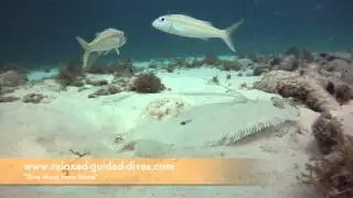 The yellow goatfish and malucated flounder