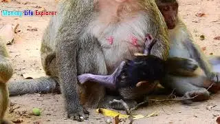Very Good Health Monkey  Maria and Baby Mira One Day Old
