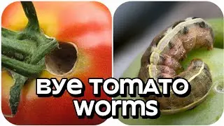 Eliminate Tomato Worms Instantly with This Garlic & Pepper Spray! (100% Natural Hack