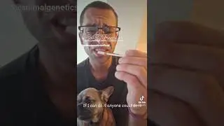 Animal Genetics DNA Test for Frenchies