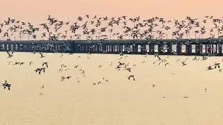 Shijiu Lake Nanjing: Geese Startle the Cold, Golden Wings in Sunset Glow 🪶🌅