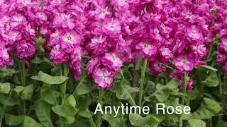 Evanthia | Matthiola Trials Anytime