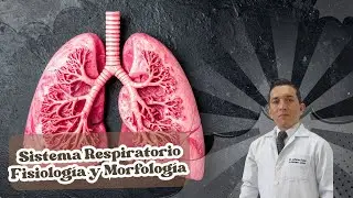 Sistema Respiratorio / Morfolog&iacute;a y Fisiolog&iacute;a #biologia