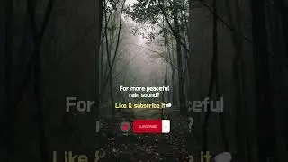 Gentle Rain in a Calm Forest