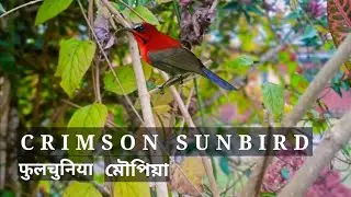 Crimson Sunbird#মৌপিয়া চৰাই#फुलचुनिया #Aethopyga siparaja.