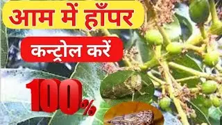 Mango Hopper से छुटकारा कैसे पाएं || How to control hopper #whitegold #ytshorts #trending #youtube